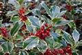 Ilex aquifolium.